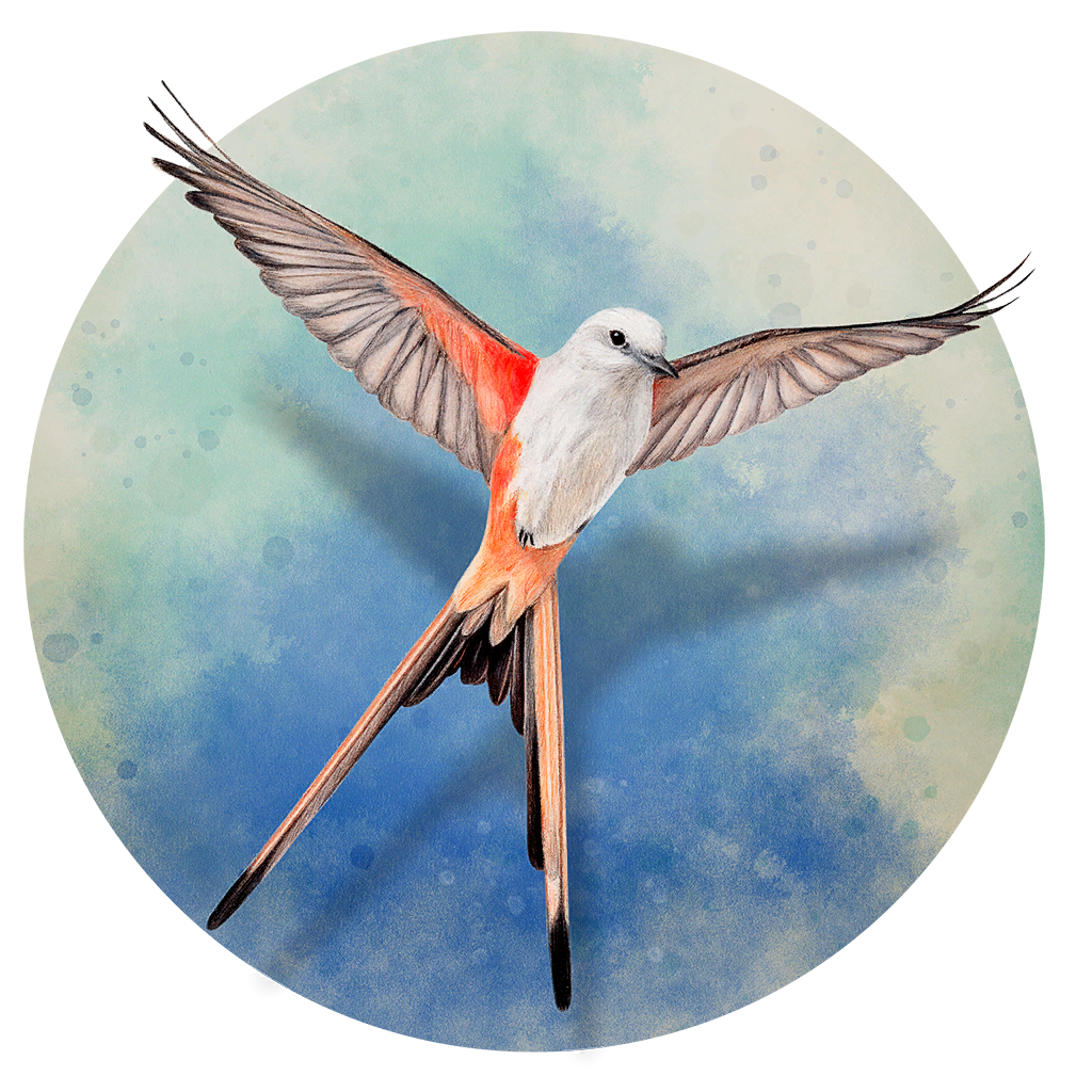 Wingspan-XMac.cc - 精品Mac软件下载站 优质苹果应用资源聚合